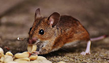 24 Hour & Emergency Exterminators in North Palm Springs, CA